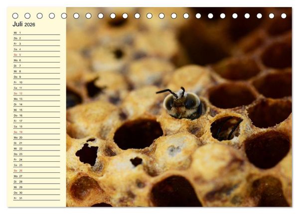 Produktbild: Flei&szlig;ige Bienen. Von der Bl&uuml;te bis zum Honig (Tischkalender 2026 DIN A5 quer), CALVENDO Monatskalender