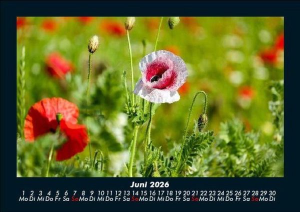 Produktbild: Pflanzen und Bl&uuml;ten 2026 Fotokalender DIN A5