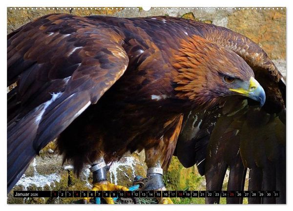 Produktbild: Greifv&ouml;gel (hochwertiger Premium Wandkalender 2026 DIN A2 quer), Kunstdruck in Hochglanz