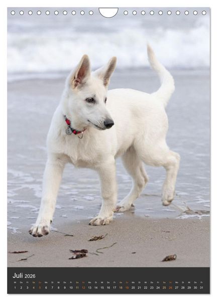 Produktbild: Berger Blanc Suisse - Freunde auf 4 Pfoten (Wandkalender 2026 DIN A4 hoch), CALVENDO Monatskalender