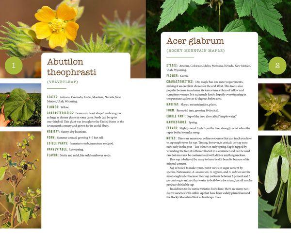 Produktbild: 437 Edible Wild Plants of the Rocky Mountain West