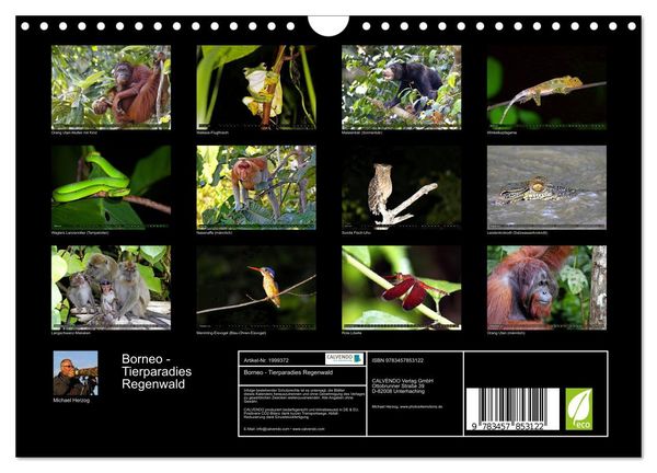 Produktbild: Borneo - Tierparadies Regenwald (Wandkalender 2026 DIN A4 quer), CALVENDO Monatskalender