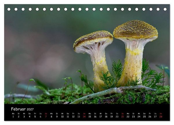 Produktbild: Pilzgalerie (Tischkalender 2027 DIN A5 quer), CALVENDO Monatskalender