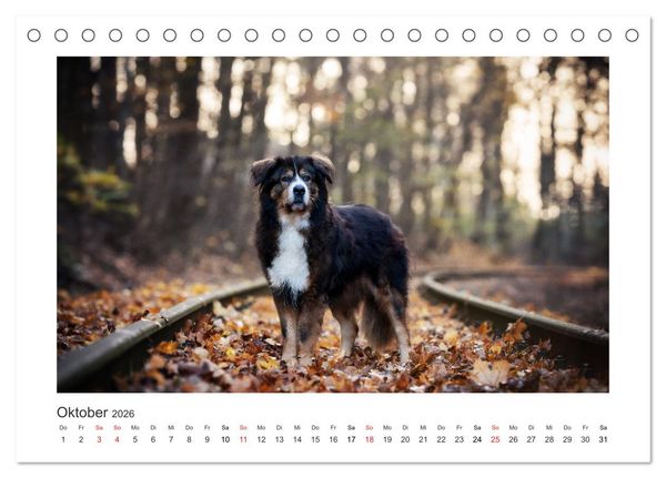 Produktbild: Herzenshunde 2026 (Tischkalender 2026 DIN A5 quer), CALVENDO Monatskalender