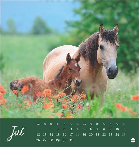 Produktbild: Pferde Postkartenkalender 2027 - Starke Freunde