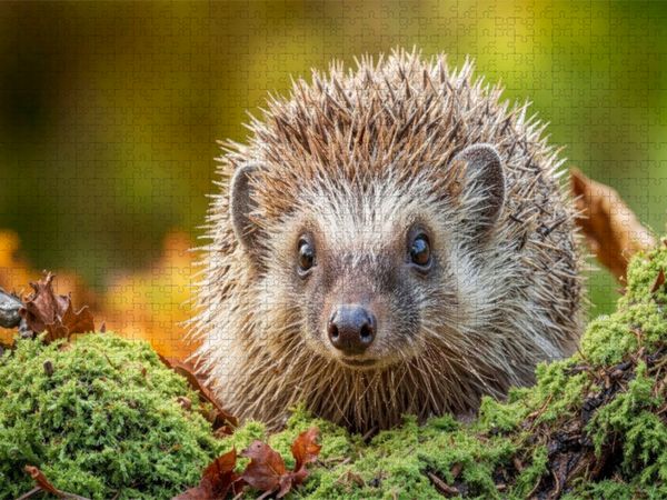 Produktbild: CALVENDO Puzzle Ein Igel krabbelt durch buntes Laub und Moos - der Herbst ist da | 1000 Teile Lege-Gr&ouml;&szlig;e 64x48cm Foto-Puzzle f&uuml;r gl&uuml;ckliche Stunden