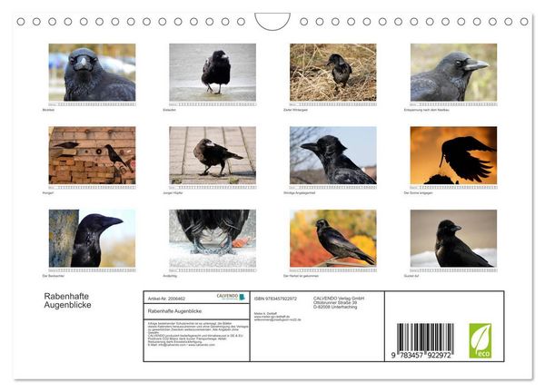 Produktbild: Rabenhafte Augenblicke (Wandkalender 2026 DIN A4 quer), CALVENDO Monatskalender