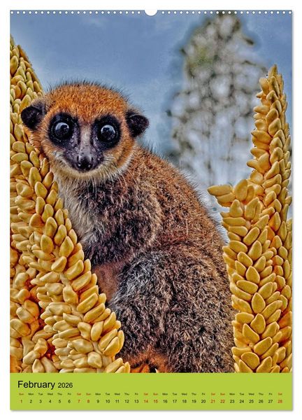 Produktbild: Adorable lemurs (High Quality Premium Wall Calendar 2026 DIN A2 portrait),CALVENDO 12 Month Wall Calendar