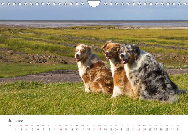 Produktbild: Australian Shepherd 2022 (Wandkalender 2022 DIN A4 quer)