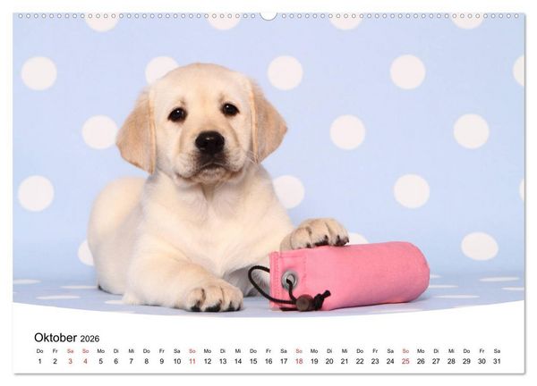 Produktbild: Labrador Welpen - Labrador Puppies (hochwertiger Premium Wandkalender 2026 DIN A2 quer), Kunstdruck in Hochglanz