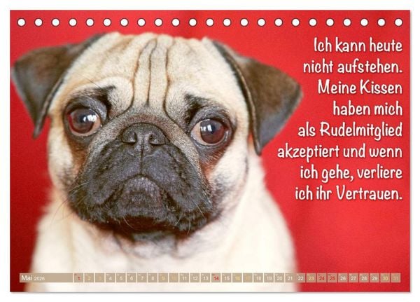 Produktbild: Mopsala: Vom Gl&uuml;ck, ein Mops zu sein (Tischkalender 2026 DIN A5 quer), CALVENDO Monatskalender