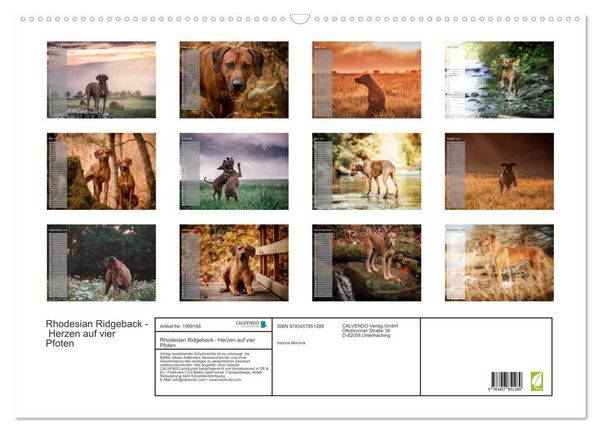 Produktbild: Rhodesian Ridgeback - Herzen auf vier Pfoten (Wandkalender 2026 DIN A2 quer), CALVENDO Monatskalender