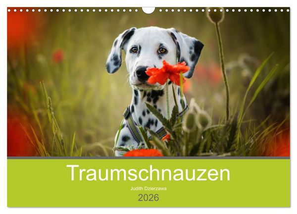 Traumschnauzen (Wandkalender 2026 DIN A3 quer), CALVENDO Monatskalender
