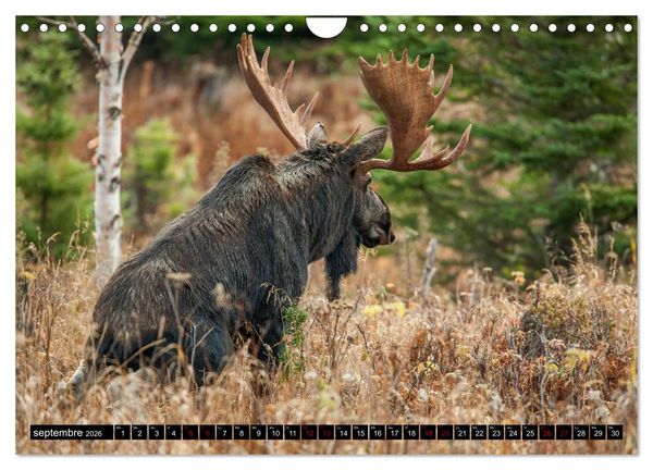 Produktbild: LE G&Eacute;ANT DES FOR&Ecirc;TS CANADIENNES (Calendrier mural 2026 DIN A4 vertical), CALVENDO calendrier mensuel