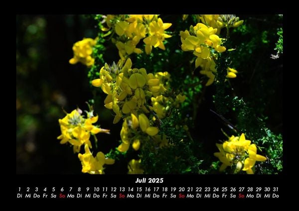 Produktbild: Pflanzen und Bl&uuml;ten 2025 Fotokalender DIN A3