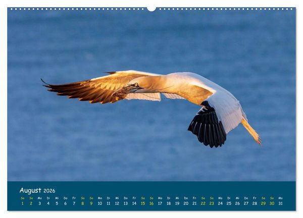 Produktbild: Helgol&auml;nder Basst&ouml;lpel 2026 (Wandkalender 2026 DIN A2 quer), CALVENDO Monatskalender