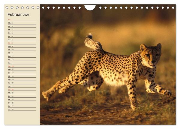 Produktbild: Die Lautlosen. Geparden und Leoparden (Wandkalender 2026 DIN A4 quer), CALVENDO Monatskalender
