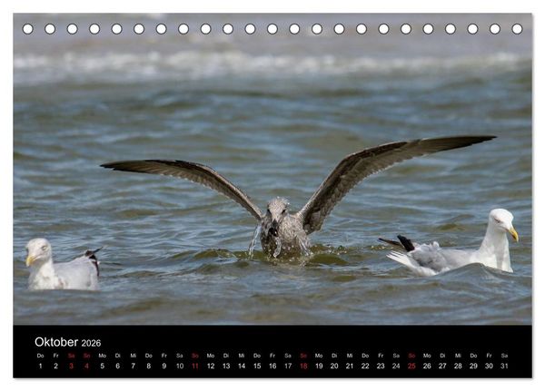 Produktbild: Spontane Fotografie - M&ouml;wen (Tischkalender 2026 DIN A5 quer), CALVENDO Monatskalender