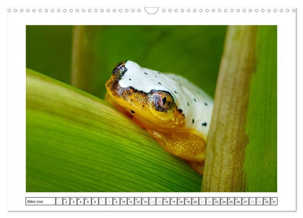Produktbild: Tierisch tolles Madagaskar - Cham&auml;leons, Lemuren und mehr (Wandkalender 2026 DIN A3 quer), CALVENDO Monatskalender