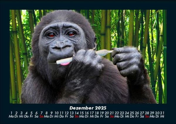 Produktbild: Welt der Affen 2025 Fotokalender DIN A5