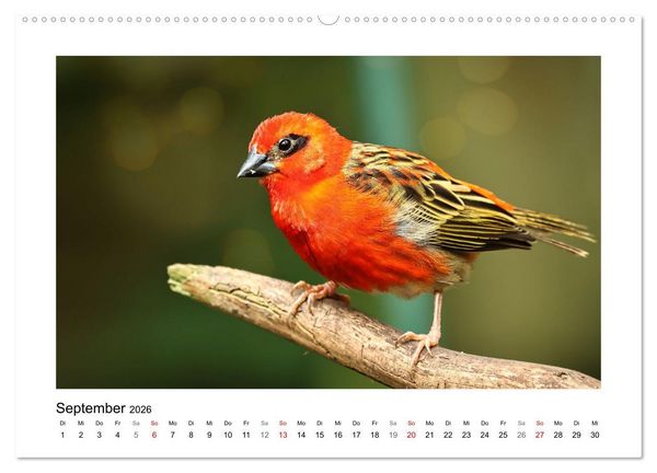 Produktbild: Zauberhaft und farbenfroh (hochwertiger Premium Wandkalender 2026 DIN A2 quer), Kunstdruck in Hochglanz