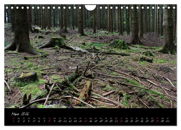 Produktbild: Wald (Wandkalender 2026 DIN A4 quer), CALVENDO Monatskalender