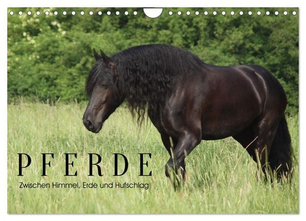 Produktbild: PFERDE - Zwischen Himmel, Erde und Hufschlag (Wandkalender 2027 DIN A4 quer), CALVENDO Monatskalender