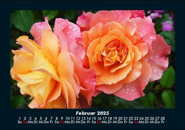 Produktbild: Blumentr&auml;ume 2025 Fotokalender DIN A5