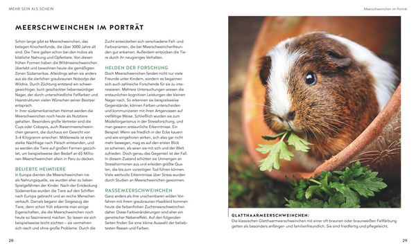 Produktbild: Meerschweinchen