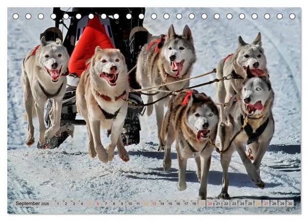 Produktbild: Huskies - Schlittenhunde (Tischkalender 2026 DIN A5 quer), CALVENDO Monatskalender