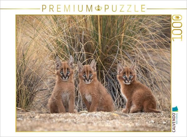 Produktbild: CALVENDO Puzzle 3 kleine Karakale | 1000 Teile Lege-Gr&ouml;&szlig;e 64x48cm Foto-Puzzle f&uuml;r gl&uuml;ckliche Stunden
