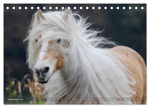 Produktbild: Haflinger Sch&ouml;nheiten (Tischkalender 2027 DIN A5 quer), CALVENDO Monatskalender