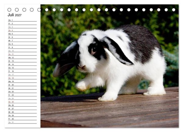 Produktbild: Kaninchen - knuddelige Hausgenossen (Tischkalender 2027 DIN A5 quer), CALVENDO Monatskalender