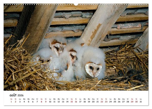 Produktbild: La vie des chouettes, les dames de la nuit (Calendrier mural 2026 DIN A2 vertical), CALVENDO calendrier mensuel