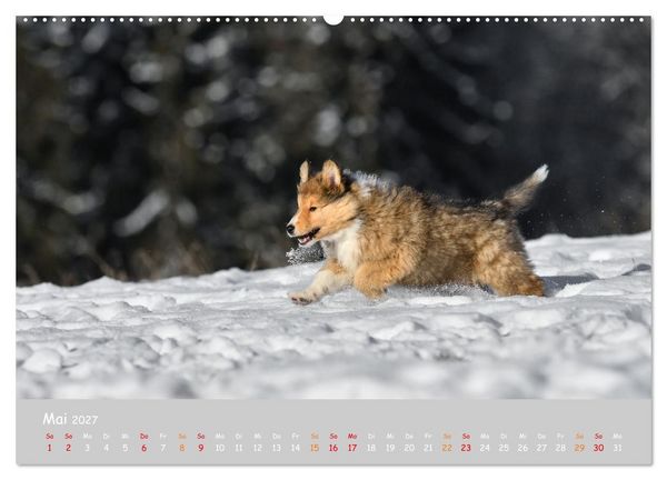 Produktbild: Collie Welpen im Schnee (Wandkalender 2027 DIN A2 quer), CALVENDO Monatskalender