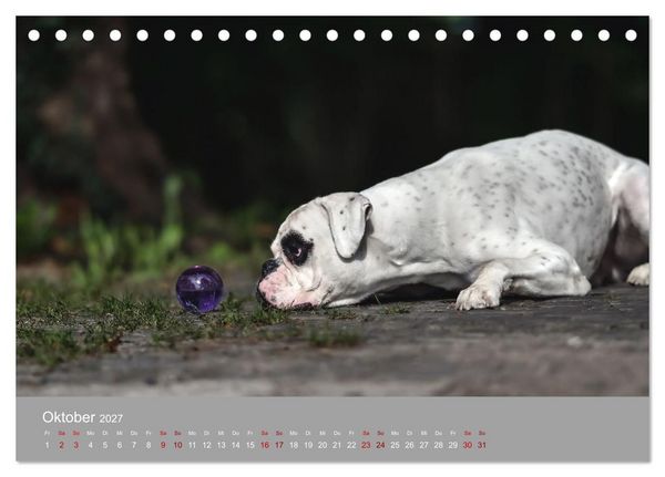 Produktbild: Fantastische Boxer - Sieger der Herzen (Tischkalender 2027 DIN A5 quer), CALVENDO Monatskalender