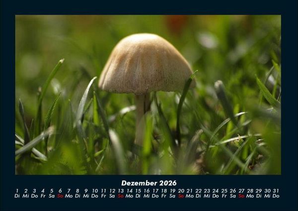 Produktbild: Pilzkalender 2026 Fotokalender DIN A4