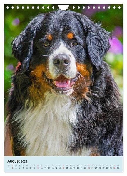 Produktbild: Berner Sennenhund - stark , sch&ouml;n und liebenswert (Wandkalender 2026 DIN A4 hoch), CALVENDO Monatskalender