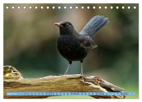 Produktbild: Amsel - Schwarzdrossel fotografiert von Ostfriesenfotografie (Tischkalender 2026 DIN A5 quer), CALVENDO Monatskalender