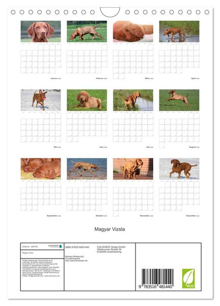 Produktbild: Magyar Vizsla (Wandkalender 2026 DIN A4 hoch), CALVENDO Monatskalender