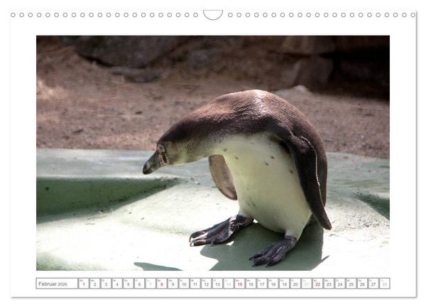 Produktbild: Tiere im Zoo (Wandkalender 2026 DIN A3 quer), CALVENDO Monatskalender