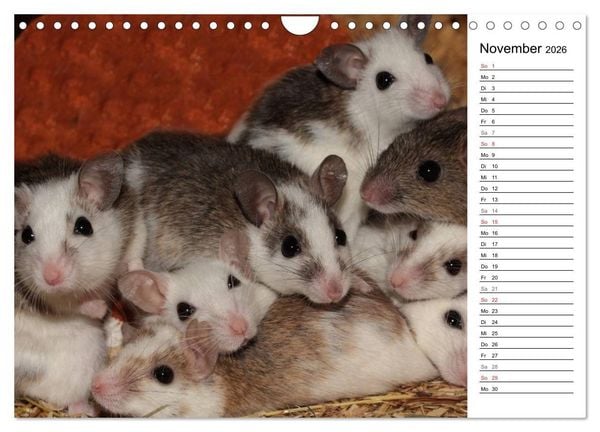 Produktbild: Mausebande (Wandkalender 2026 DIN A4 quer), CALVENDO Monatskalender