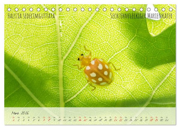 Produktbild: K&auml;fer-Wunderwelten (Tischkalender 2026 DIN A5 quer), CALVENDO Monatskalender