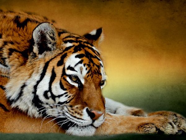 Produktbild: CALVENDO Puzzle Ruhender Sibirischer Tiger | 1000 Teile Lege-Gr&ouml;&szlig;e 64x48cm Foto-Puzzle f&uuml;r gl&uuml;ckliche Stunden