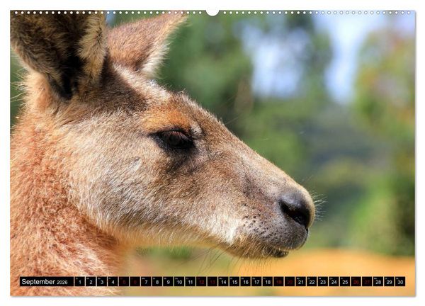 Produktbild: Koala, K&auml;nguru und Co. &ndash; Das wilde Tierreich Australiens (Wandkalender 2026 DIN A2 quer), CALVENDO Monatskalender
