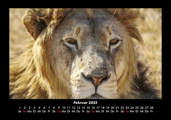 Produktbild: Der Tierkalender 2025 Fotokalender DIN A3
