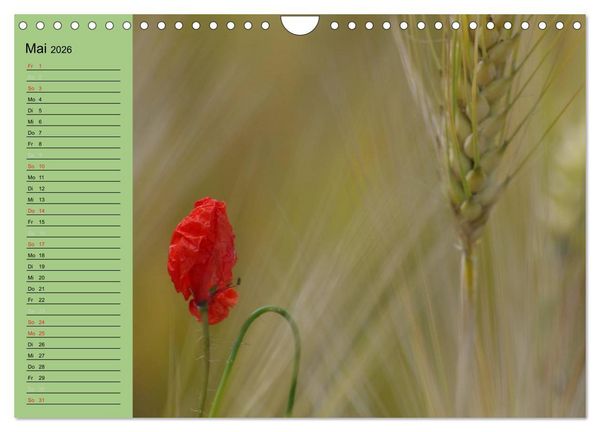 Produktbild: Mohnblumen Tr&auml;ume (Wandkalender 2026 DIN A4 quer), CALVENDO Monatskalender