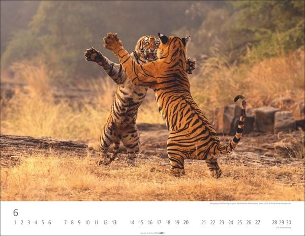 Produktbild: Tiger Kalender 2027
