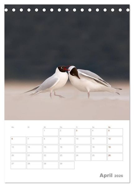 Produktbild: M&ouml;wen - die V&ouml;gel der K&uuml;ste (Tischkalender 2026 DIN A5 hoch), CALVENDO Monatskalender