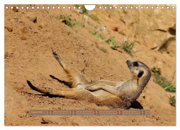 Produktbild: Erdm&auml;nnchen (Wandkalender 2026 DIN A4 quer), CALVENDO Monatskalender